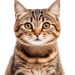 Gatos
