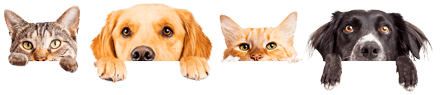 Peludinhos