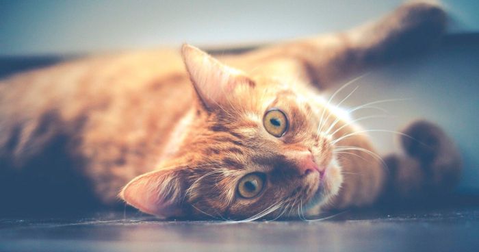 wp-content/uploads/2019/08/15-motivos-para-adotar-um-gato.jpg